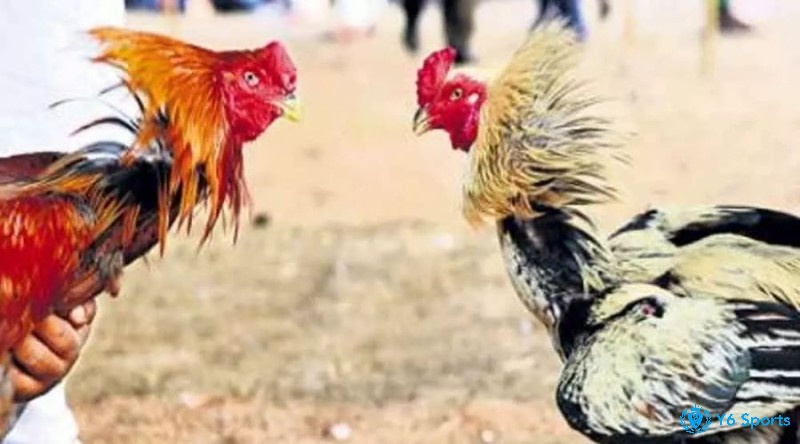 Trực tiếp gà Thomo là hình thức chọi gà an toàn được chính phủ Campuchia cấp phép