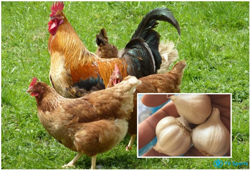 Sử dụng tỏi trong chế độ ăn thường xuyên cũng giúp cải thiện quá trình tiêu hóa thức ăn của gà