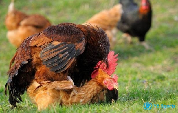 Việc không cho gà chọi đạp mái là một cách tăng cân cho gà chọi hiệu quả