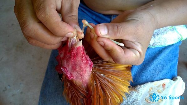 Vì sao gà đá bị dính cựa - Cách chăm sóc gà bị thương 
