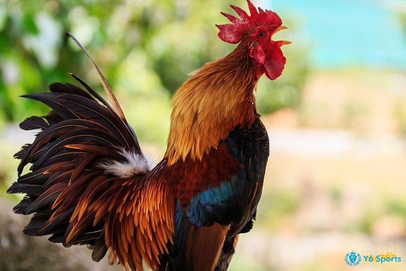 Giống gà Thai là giống gà với tính thần chiến đấu cực cao và xuất sắc