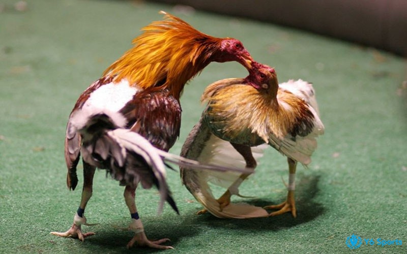Đá gà online tổ chức trận đấu đá gà như xem ngoài đời