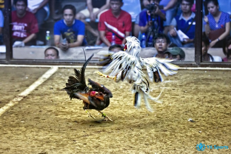 Đá gà Thái Lan chia thành nhiều hạng mục dựa trên kỹ năng chiến đấu của gà