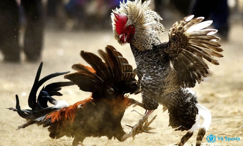 Các sư kê nên cho gà vận động thường xuyên trước khi chiến đấu giúp gà khỏe mạnh