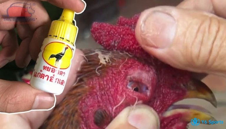 Thuốc điều trị cho gà chọi giúp gà nhanh khỏi bệnh